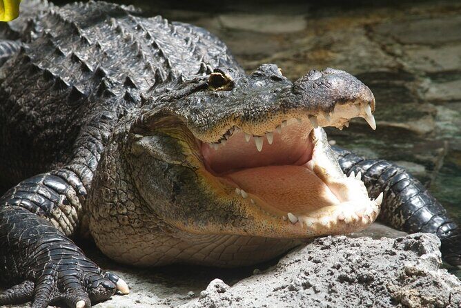 Airboat Rides in Fort Lauderdale Captain Wayne - Tiered Seating on an Open-Top Boat: Comfort vs. Chaos
