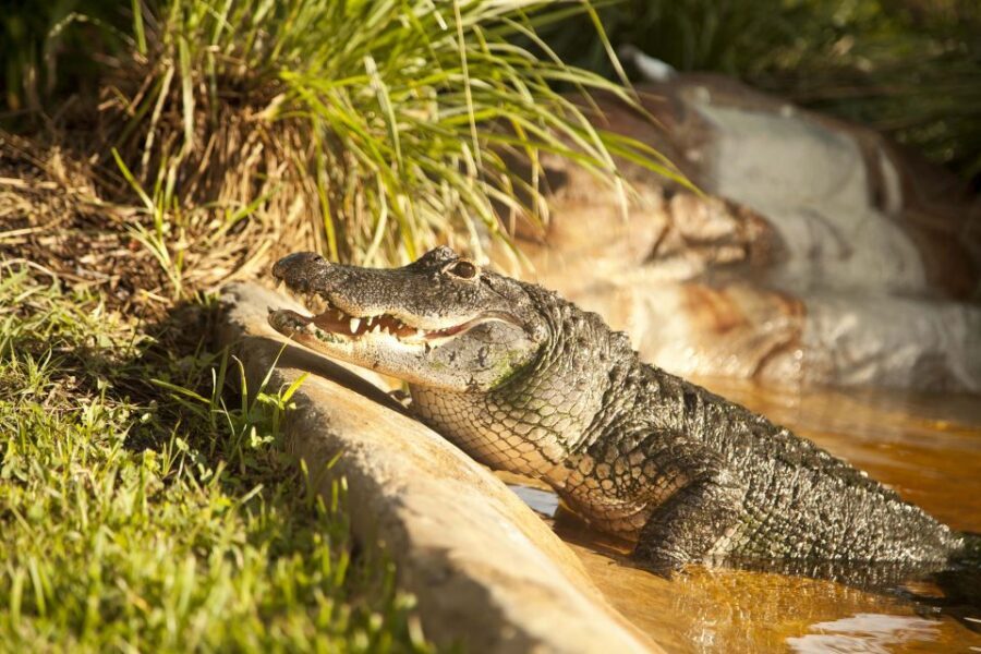 Everglades: Sawgrass Park Day Time Airboat Tour & Exhibits - The alligator and reptile exhibit: the hands-on part you’ll remember