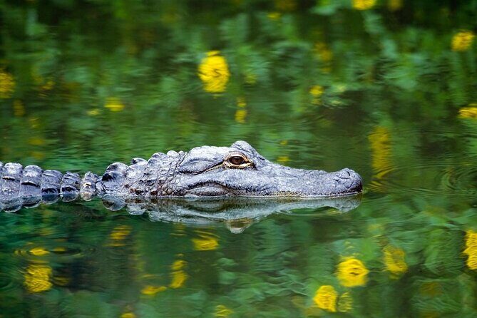 Florida Everglades Private Night Airboat Ride Tour - What I’d highlight before you book