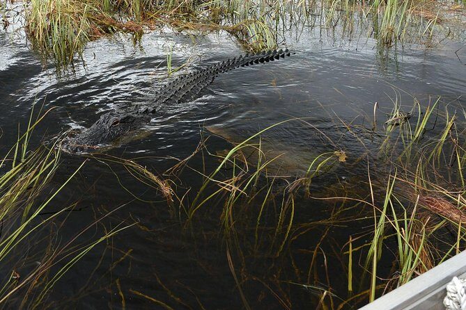 Florida Everglades Private Night Airboat Ride Tour - Best for: who will enjoy this the most?